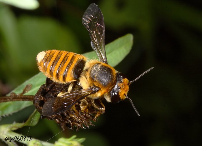Megachile rixator