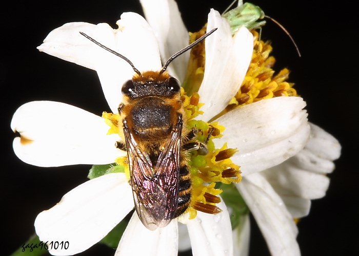Megachile taiwanicola 