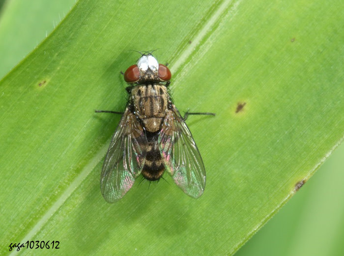 BB Metopia argyrocephala