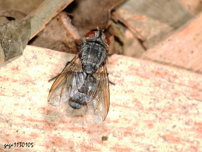 R Bellardia sp.