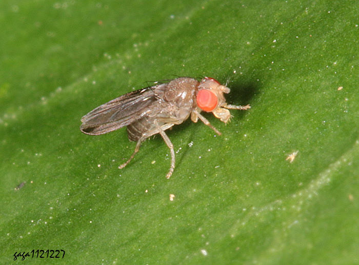 G Drosophila  sp. 