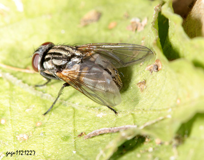 γa Musca crassirostris