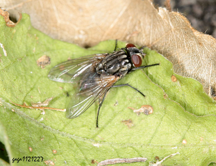  Musca autumnalis