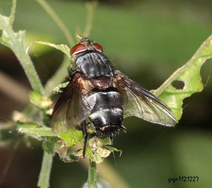 H Carcelia  sp.