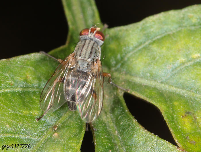 u Pygophora sp.