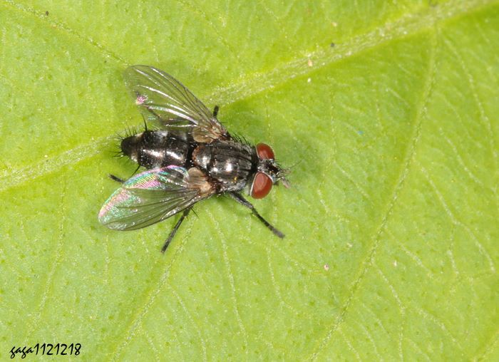  Blondelia hyphantriae