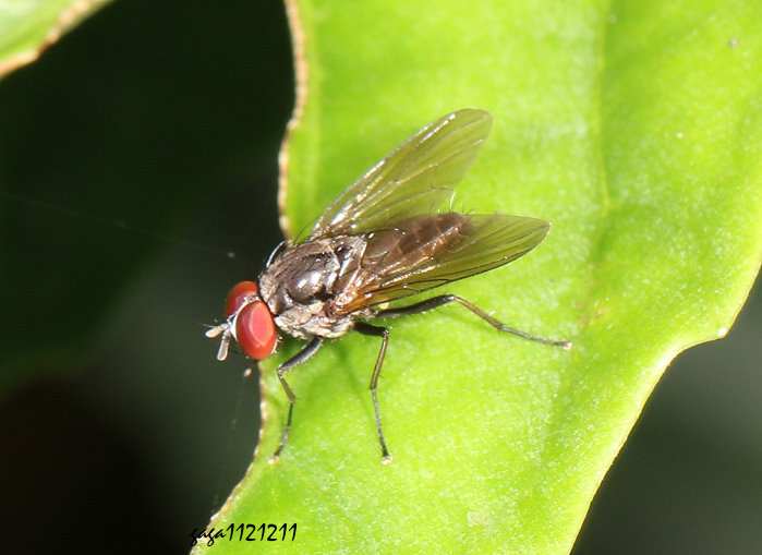  Hydrotaea  sp.   