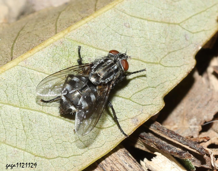 lH Exorista  sp.  