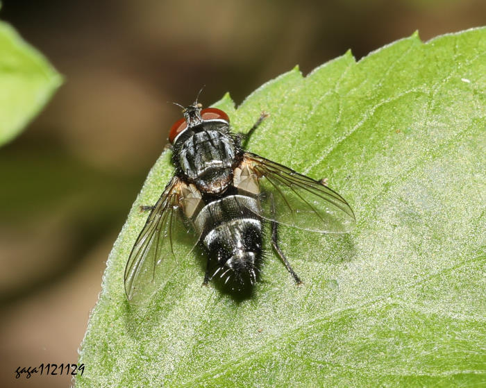 Exorista japonica