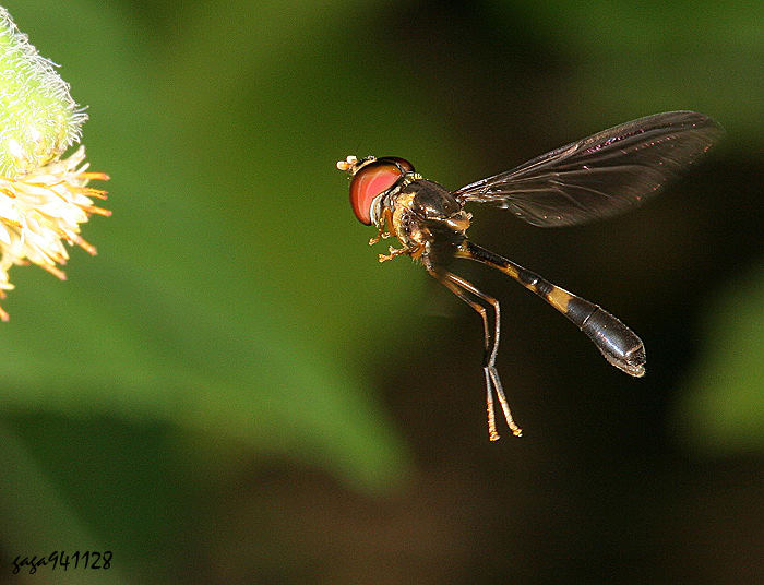 H Asiobaccha nubilipennis