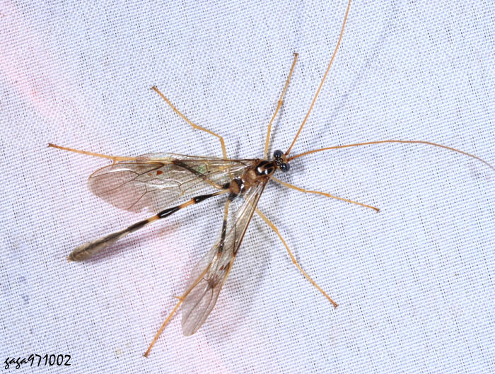  Leptophion maculipennis 