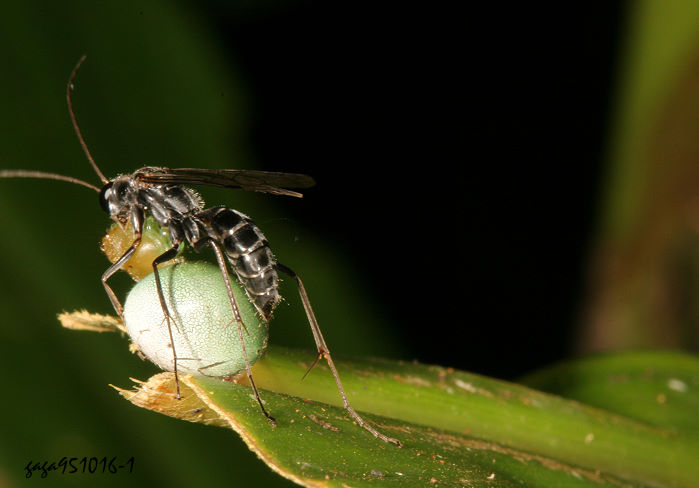 角蛛蜂屬  Aporinellus sp.