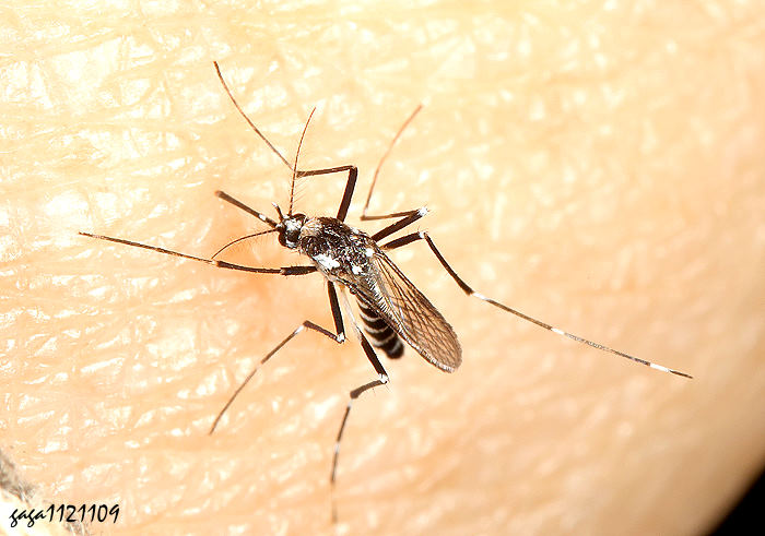 A Aedes sp. 