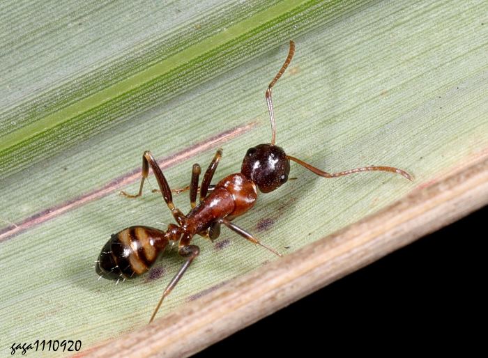 巨山蟻屬 Camponotus subbarbatus 
