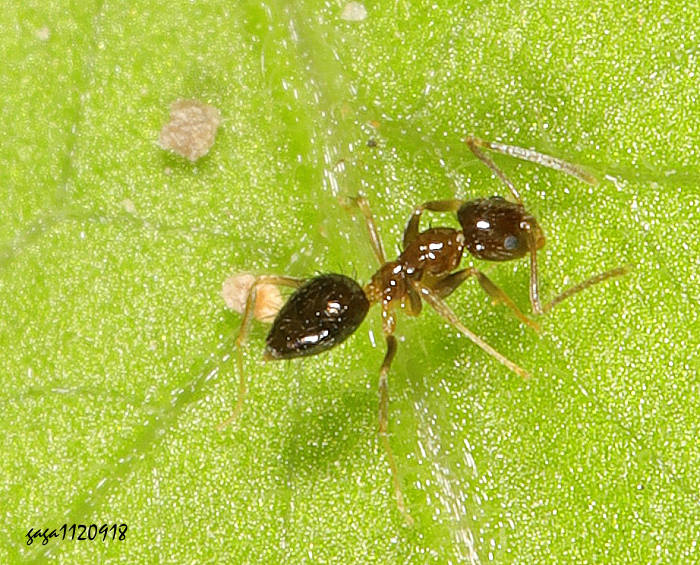 阿美黃蟻 Paratrechina amia 