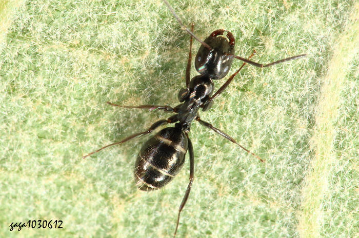 s Camponotus  sp.