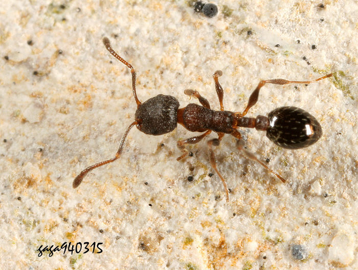 窄胸家蟻屬 Leptothorax  sp.