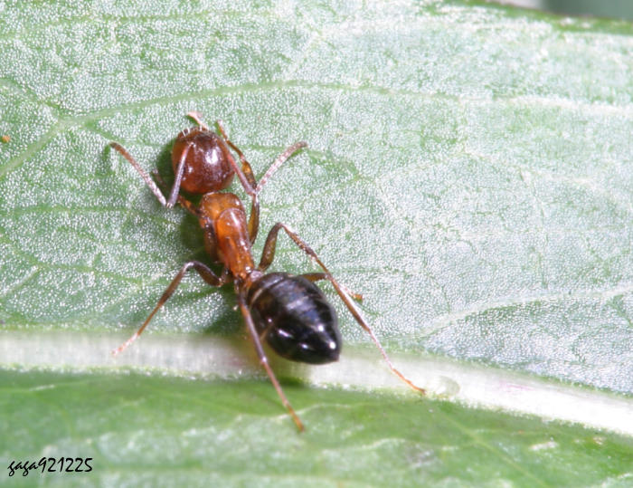 s Camponotus  sp.