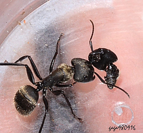  Camponotus punctatissimus