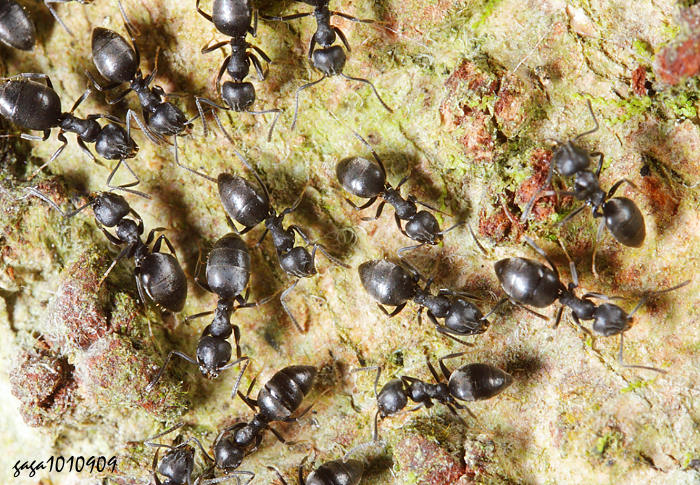 褐足扁琉璃蟻