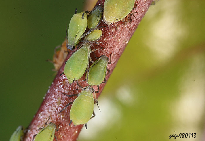 爬森藤蚜蟲