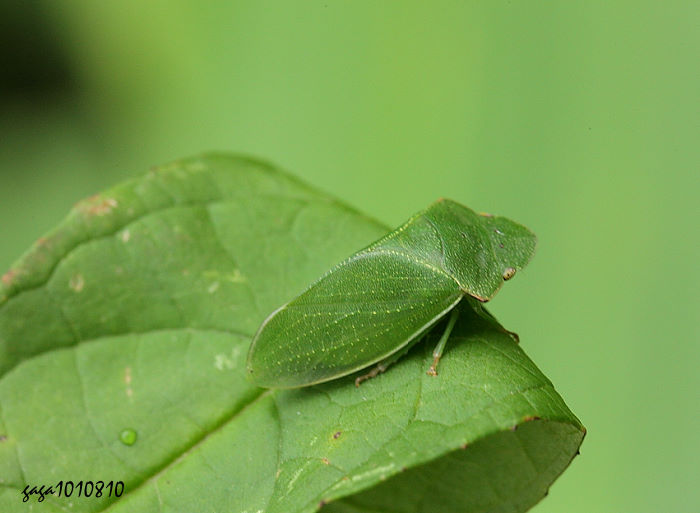 直角角胸葉蟬 Tituria angulata