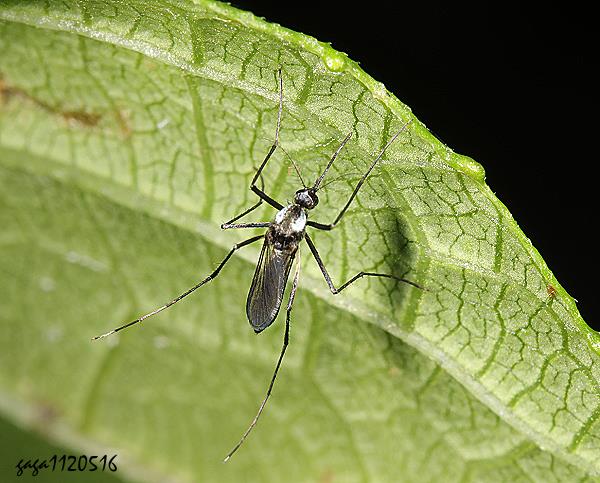 A Aedes sp. 
