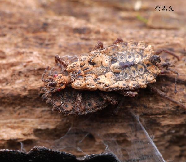 ϶H Notoplocaptera taiwanica