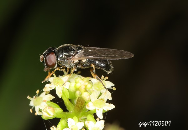 黑蚜蠅屬 Cheilosia sp.
