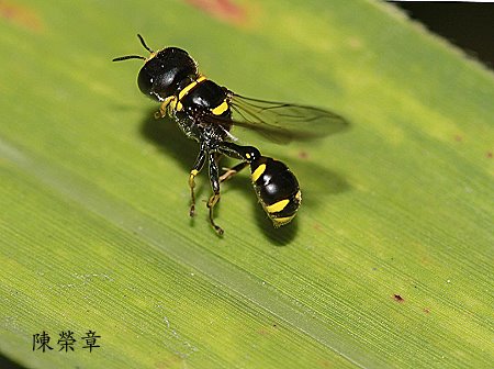切方頭泥蜂屬 Ectemnius  sp.  