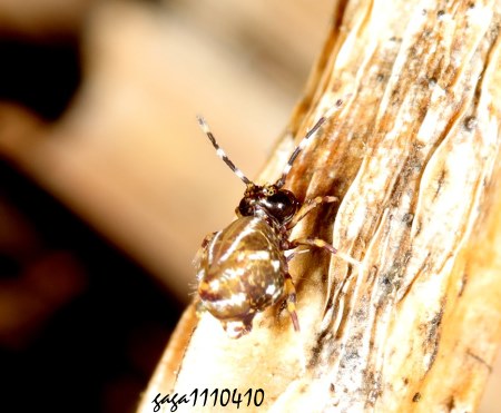 偽圓跳蟲 Papirioides caishijiensis 