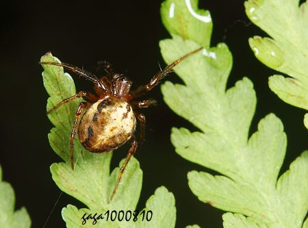 轉刺蛛 Plebs yanbaruensis 