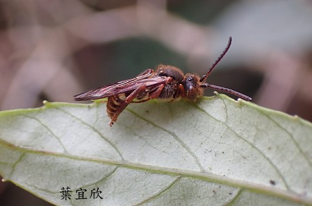 木斑蜂屬 Nomada sp. 