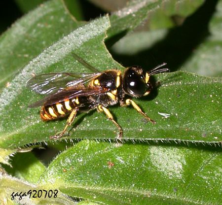 切方頭泥蜂屬 Ectemnius sp. 