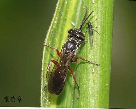 脊小唇泥蜂屬 Liris  sp.