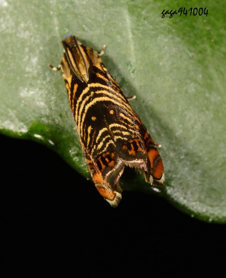 Charitographa mikadonis