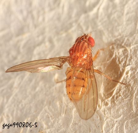 果蠅屬 Drosophila  sp.