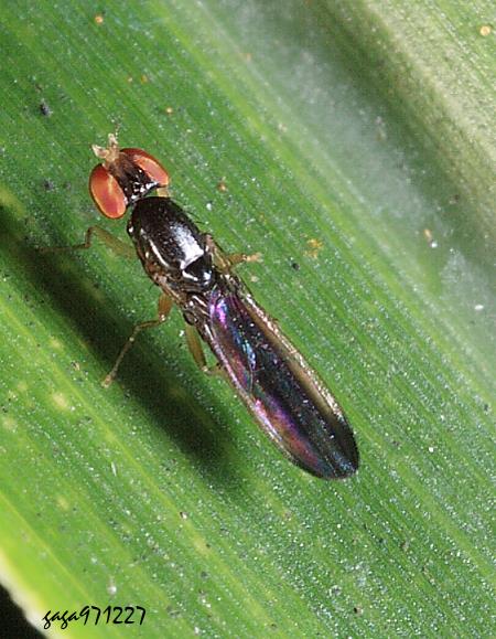  Anthomyzidae 
