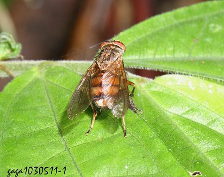 孟蠅屬 Bengalia sp.