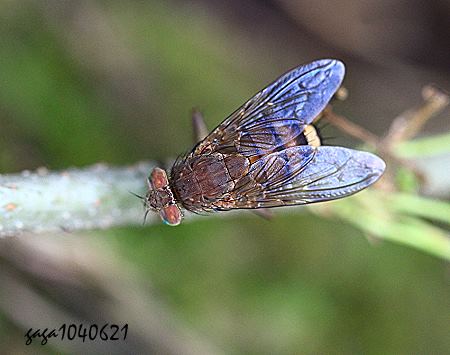 孟蠅屬 Bengalia sp. 