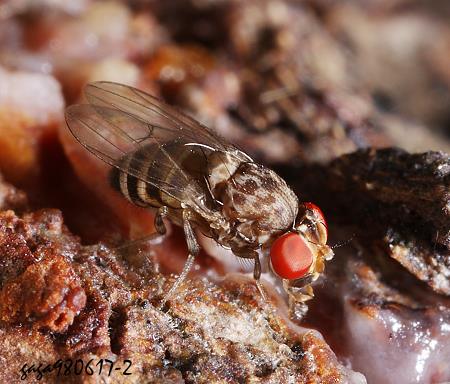 Drosophila hydei 