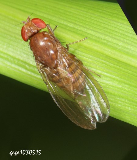 G Drosophila  sp.