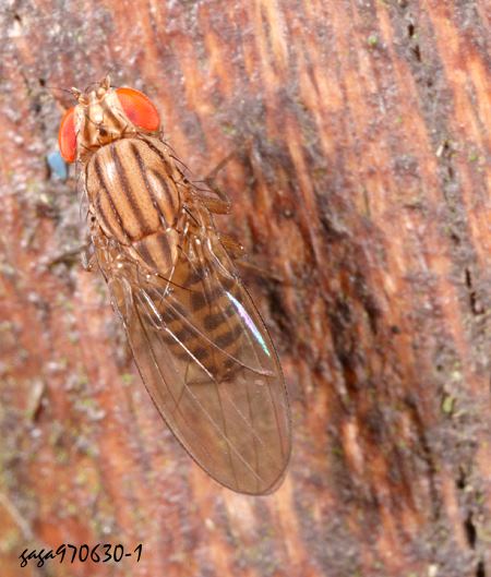  Drosophila busckii