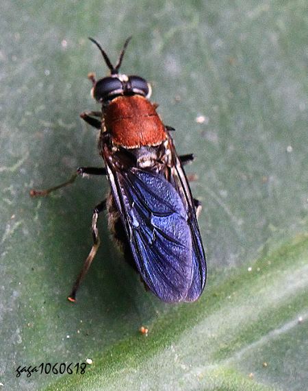 Nigritomyia fulvicollis