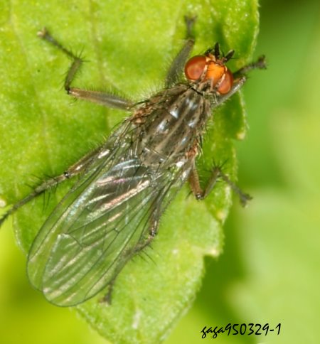 Scathophaga mellipes