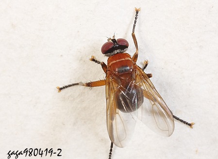 @ Dichaetomyia  sp.