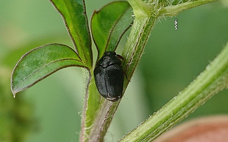 _` Thaumaglossa hilleri 