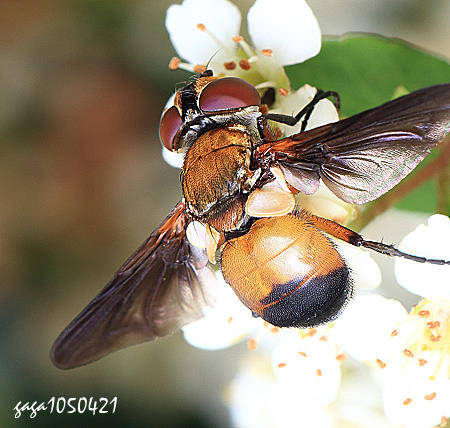  Ectophasia rotunddiventirs