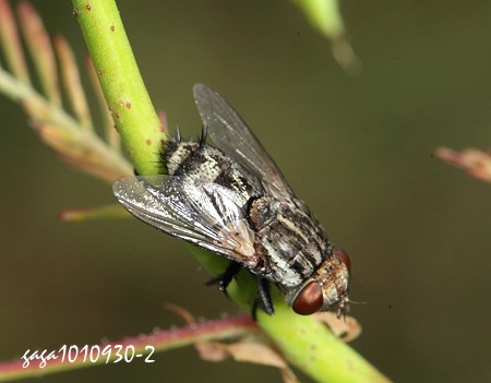 lH Exorista sp.