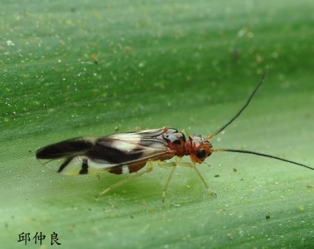 臺灣盔嚙蟲 Coryphosmila dolobrata